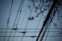 2009年の桜 開花；3月23日