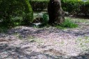 やりきった感；4月15日
