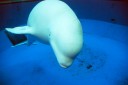 貸し切りベルーガ