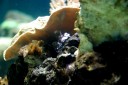 水玉模様のなんとかエビ