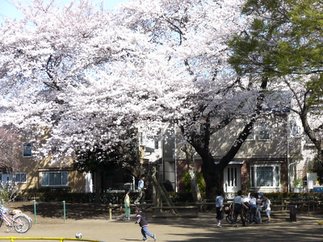 05sakura_1.jpg