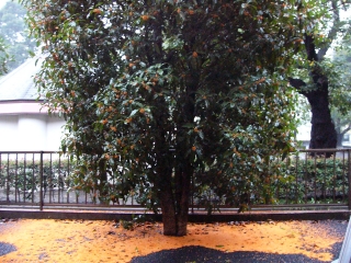 typhoon_s.JPG