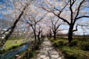 08年桜@立川公園