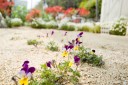 花の多い島