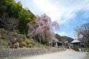 青梅 梅岩寺の枝垂れ桜