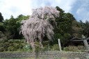 梅岩寺の枝垂れ桜