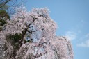 梅岩寺の枝垂れ桜