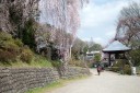 梅岩寺の枝垂れ桜