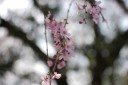 梅岩寺の枝垂れ桜